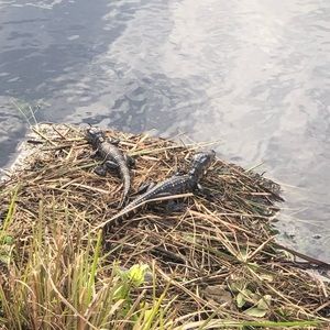 Meet your Posher, Margarita